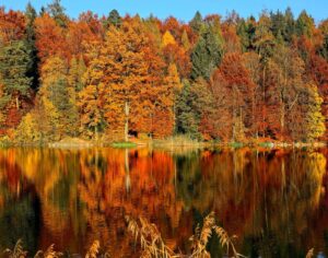 fall tree reflection